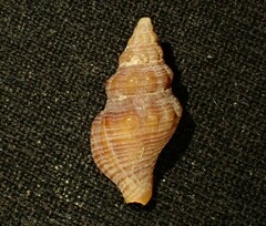 Buccinulum robustum