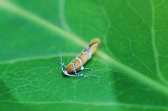 Promalactis jezonica