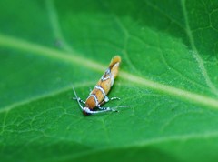 Promalactis jezonica