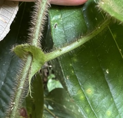 Passiflora menispermifolia