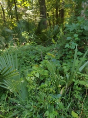 Chasmanthium nitidum