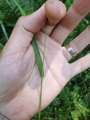 Chasmanthium nitidum