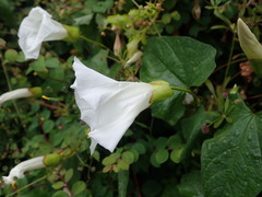 Calystegia × lucana