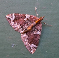 Eulithis xylina