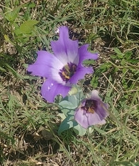 Eustoma russellianum