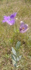 Eustoma russellianum