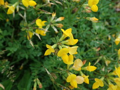 Lotus corniculatus