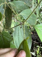Passiflora menispermifolia