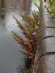 Scutellaria galericulata