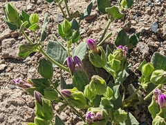 Mirabilis multiflora glandulosa