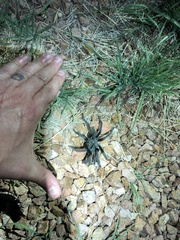 Aphonopelma gabeli
