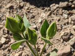 Mirabilis multiflora glandulosa