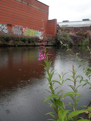 Chamaenerion angustifolium