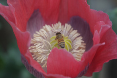 Apis mellifera