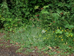 Pilosella aurantiaca