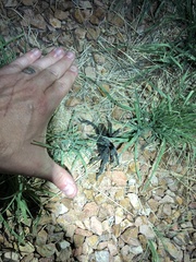 Aphonopelma gabeli