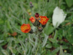 Pilosella aurantiaca