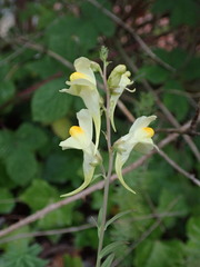Linaria vulgaris