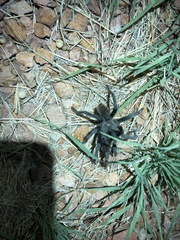 Aphonopelma gabeli