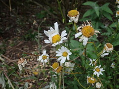 Leucanthemum vulgare