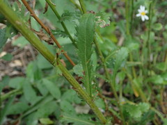 Leucanthemum vulgare