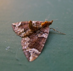 Eulithis xylina