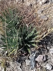 Agave parviflora