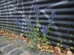 Echium vulgare