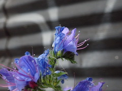 Echium vulgare