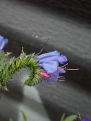 Echium vulgare