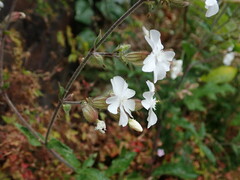 Silene latifolia