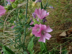 Malva moschata