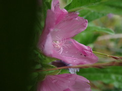 Malva moschata