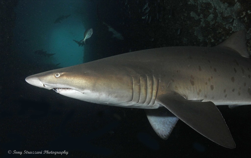 Sand Tiger Shark from Broughton Island, New South Wales, Australia on ...