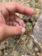 Neogaerrhinum strictum