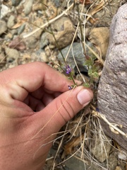 Neogaerrhinum strictum