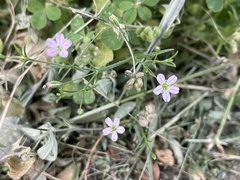 Psammophiliella muralis