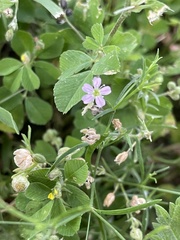 Psammophiliella muralis