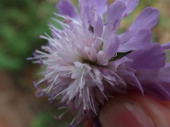 Knautia arvensis