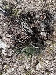 Agave parviflora