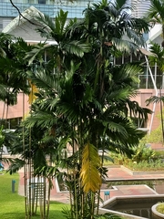 Areca triandra