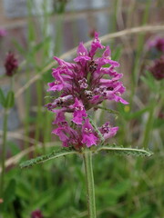 Betonica officinalis