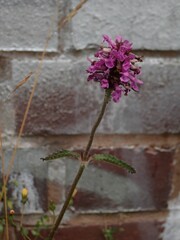 Betonica officinalis