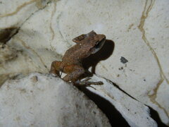 Eleutherodactylus cystignathoides