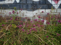 Betonica officinalis