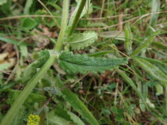 Betonica officinalis