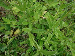 Betonica officinalis