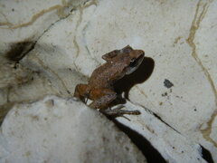 Eleutherodactylus cystignathoides