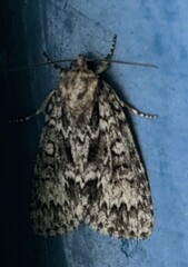 Acronicta fragilis