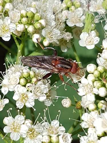 Brachyopa perplexa